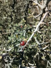 Condalia correllii