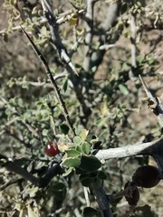 Condalia correllii