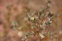 Guiera senegalensis image