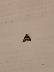 Hydriomena albifasciata