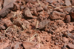 Blepharis linariifolia