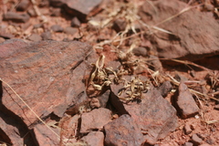 Blepharis linariifolia