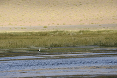 Recurvirostra andina