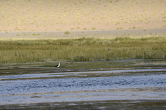 Recurvirostra andina