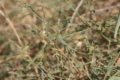 Leptadenia lanceolata image