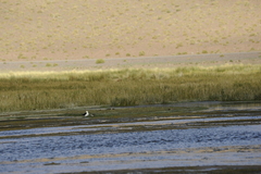 Recurvirostra andina