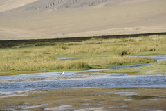 Recurvirostra andina