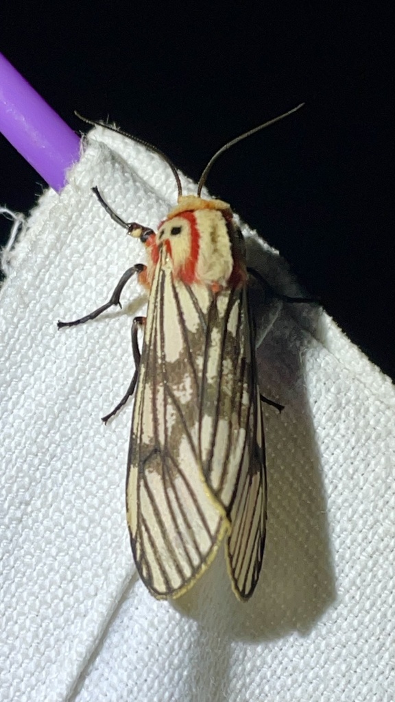 Teracotona euprepia