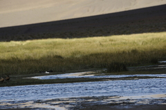 Recurvirostra andina