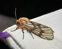 Teracotona euprepia