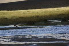 Recurvirostra andina