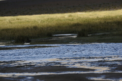 Recurvirostra andina