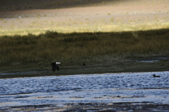 Recurvirostra andina