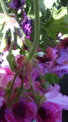Thomisidae