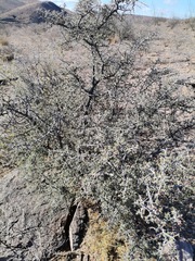 Condalia correllii