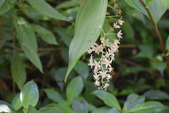 Maianthemum flexuosum