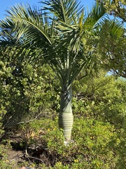 Pseudophoenix sargentii