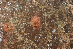 Bubalornis albirostris