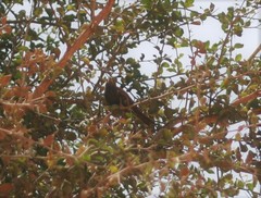 Bubalornis albirostris