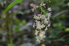 Maianthemum flexuosum