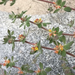 Acmispon heermannii