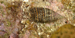 Cerithium litteratum