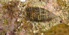 Cerithium litteratum