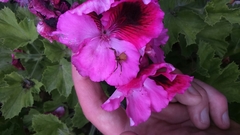 Thomisidae