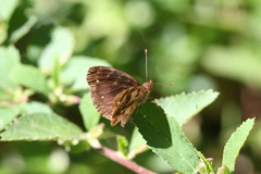 Anthanassa atronia