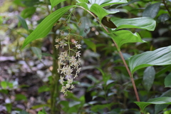 Maianthemum flexuosum