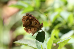 Anthanassa atronia
