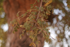 Prosopis africana