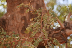 Prosopis africana