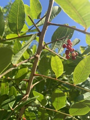 Schinus terebinthifolia