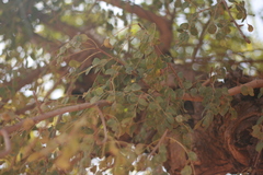 Prosopis africana