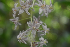 Maianthemum flexuosum