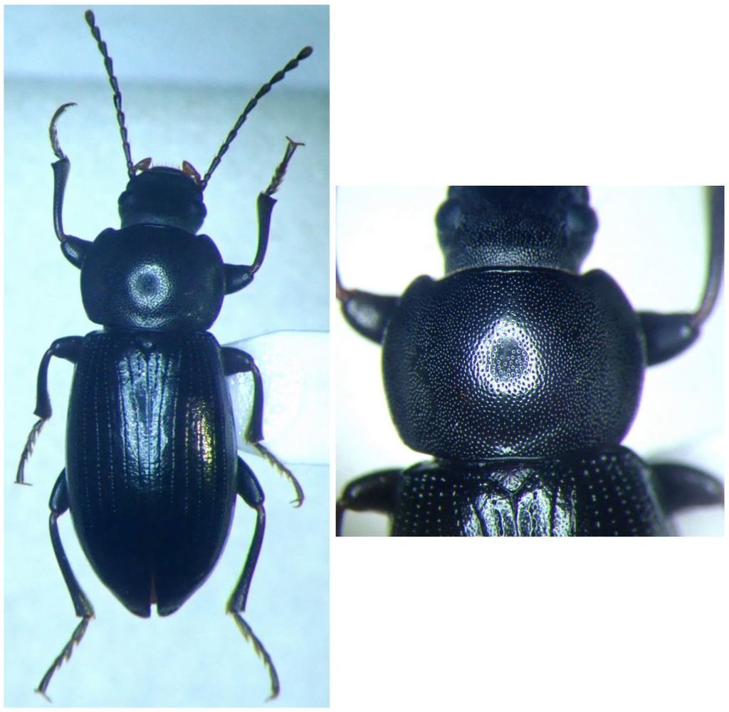 Nalassus assimilis