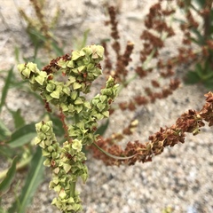 Rumex californicus