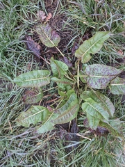 Rumex obtusifolius