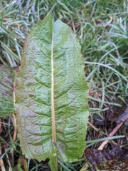 Rumex obtusifolius
