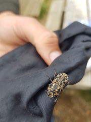 Paralissotes rufipes