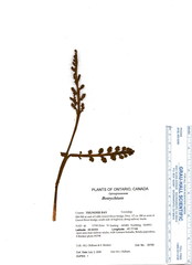 Botrychium minganense