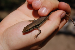 Trachylepis depressa