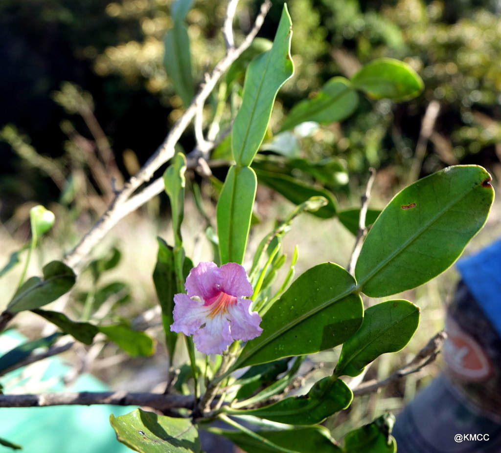 Genus Phyllarthron · iNaturalist