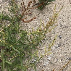 Rumex californicus