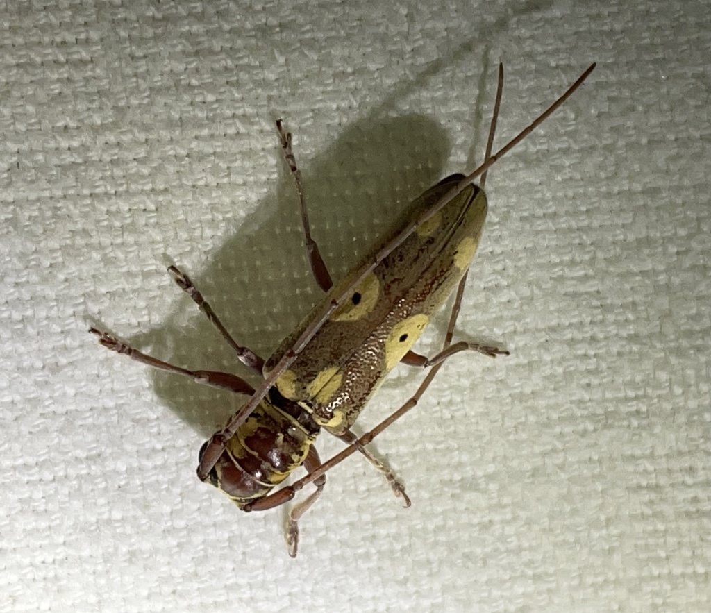 Prosopocera saperdoides