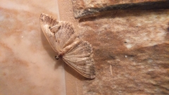 Geometridae