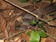 Nyctiphrynus ocellatus