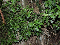 Lacunaria crenata