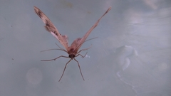 Geometridae